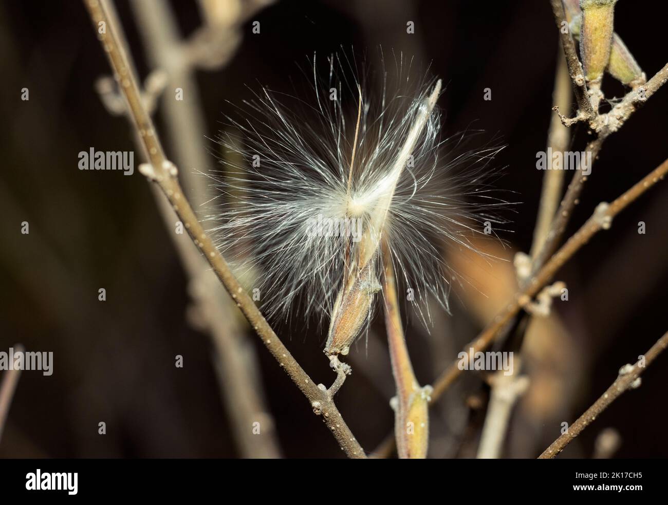 Le teste di semi distintive dell'arbusto di Stigmatorhynchus si aprono nella stagione secca. Preferiscono i terreni sabbiosi e mettono su un esposizione bella Foto Stock