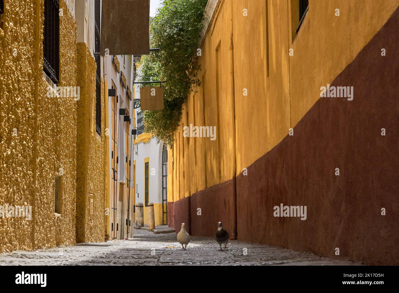 Due piccioni a piedi a Siviglia. Foto Stock