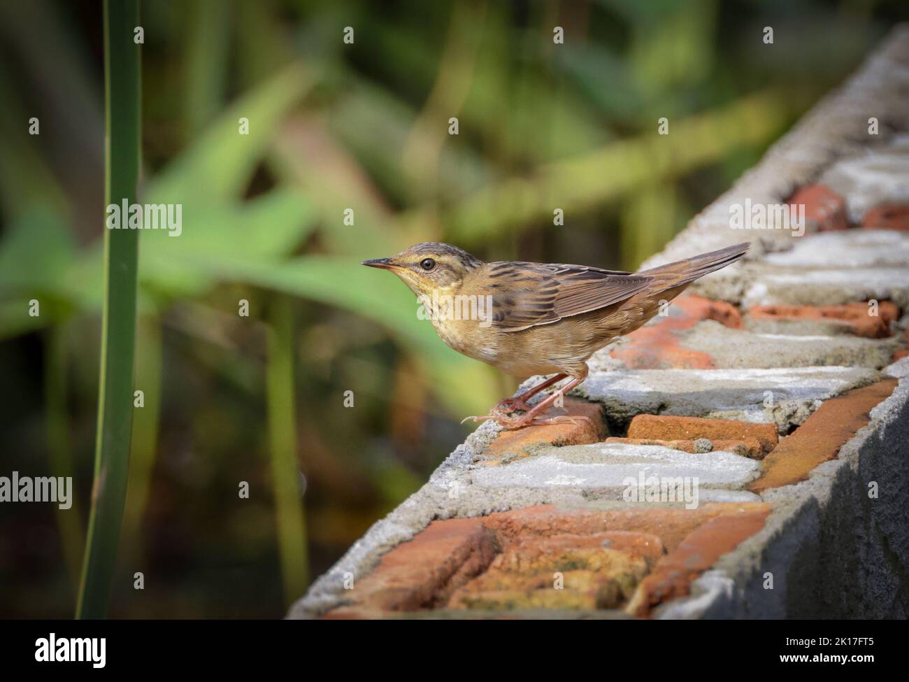 Il guerriero grasshopper di Pallas, conosciuto anche come il guerriero arrugginito, è un guerriero del vecchio mondo del genere Helopsettes. Foto Stock
