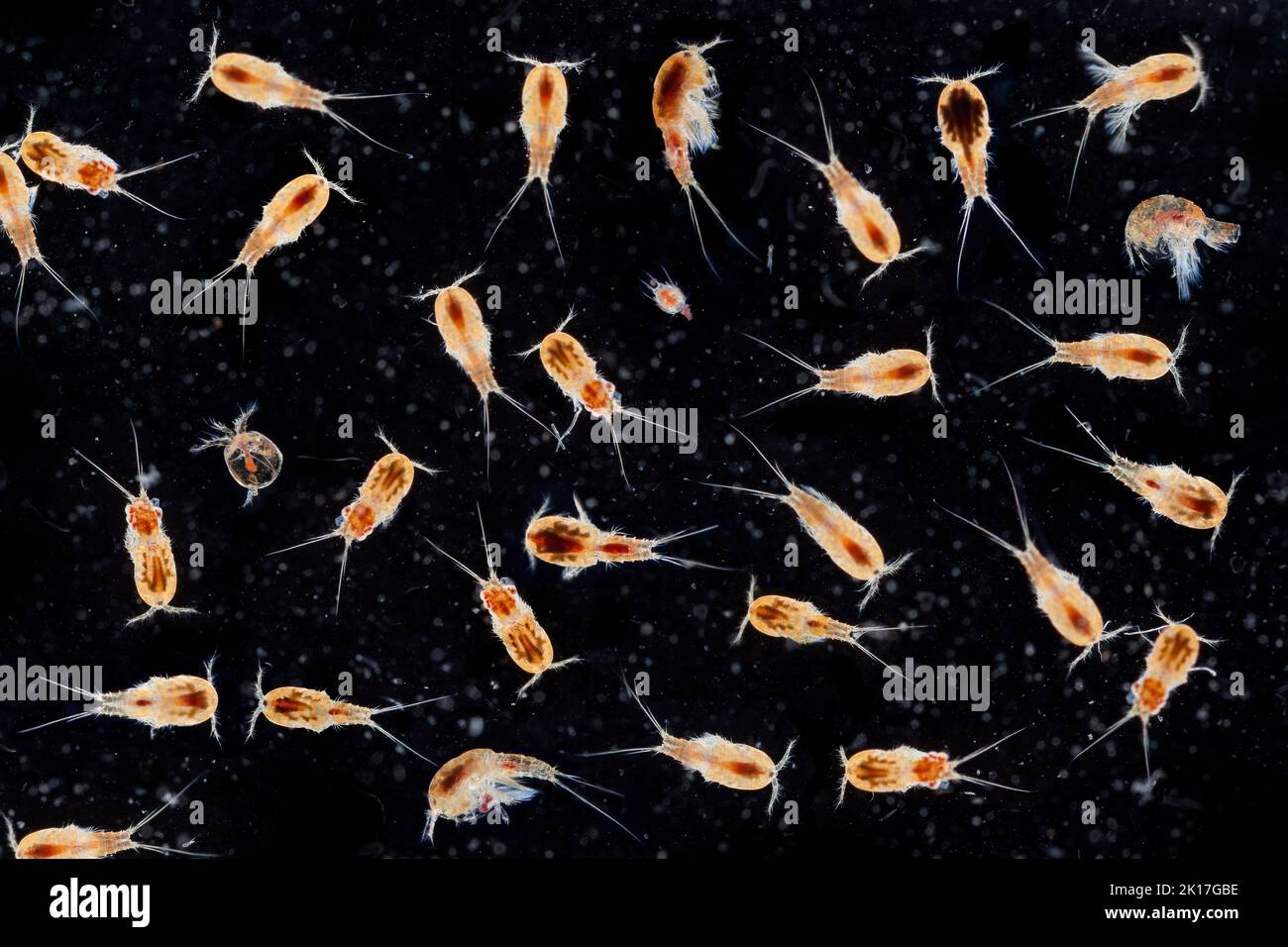 Ciclopi, copepodi d'acqua dolce, fotomicrografia a campo scuro Foto Stock