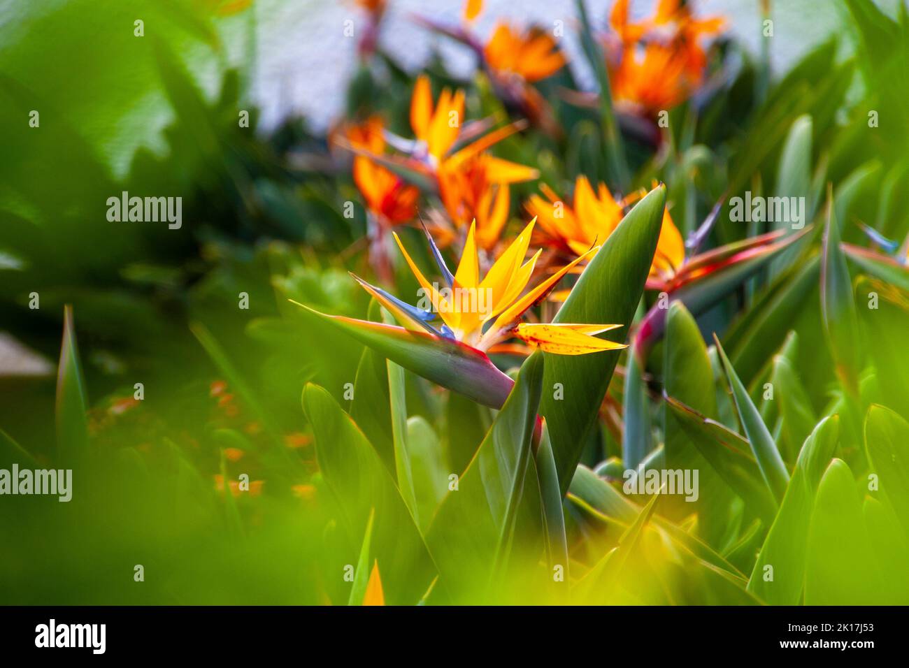 La Strelitzia reginae è un fiore che trova la sua origine nella zona di Baja California. E 'ben noto per il suo fiore dai colori vivaci, che assomiglia Foto Stock