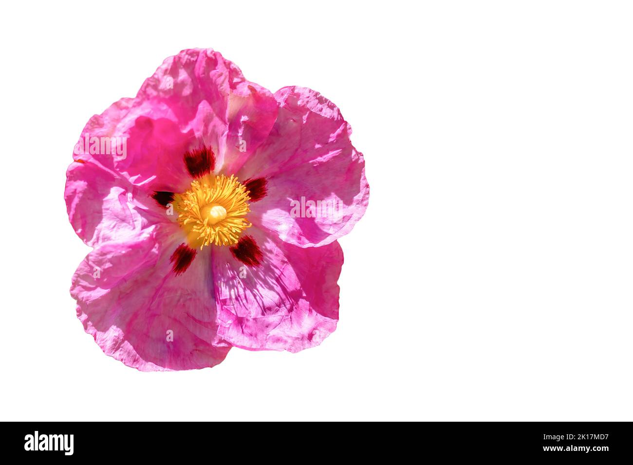 Il fiore di Cistus ladanifer rosa è una specie di pianta della famiglia delle Cistaceae. E' originaria della regione del Mediterraneo occidentale. Nomi comuni Foto Stock