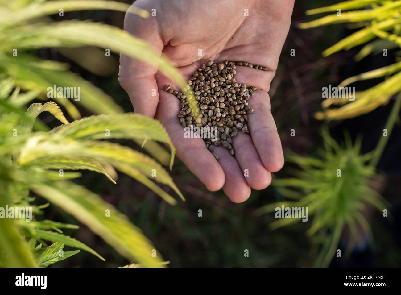 Uomo che versa semi di canapa, di mano in mano, sul campo, tra piante verdi di cannabis industriale, colpo da primo piano. Foto Stock