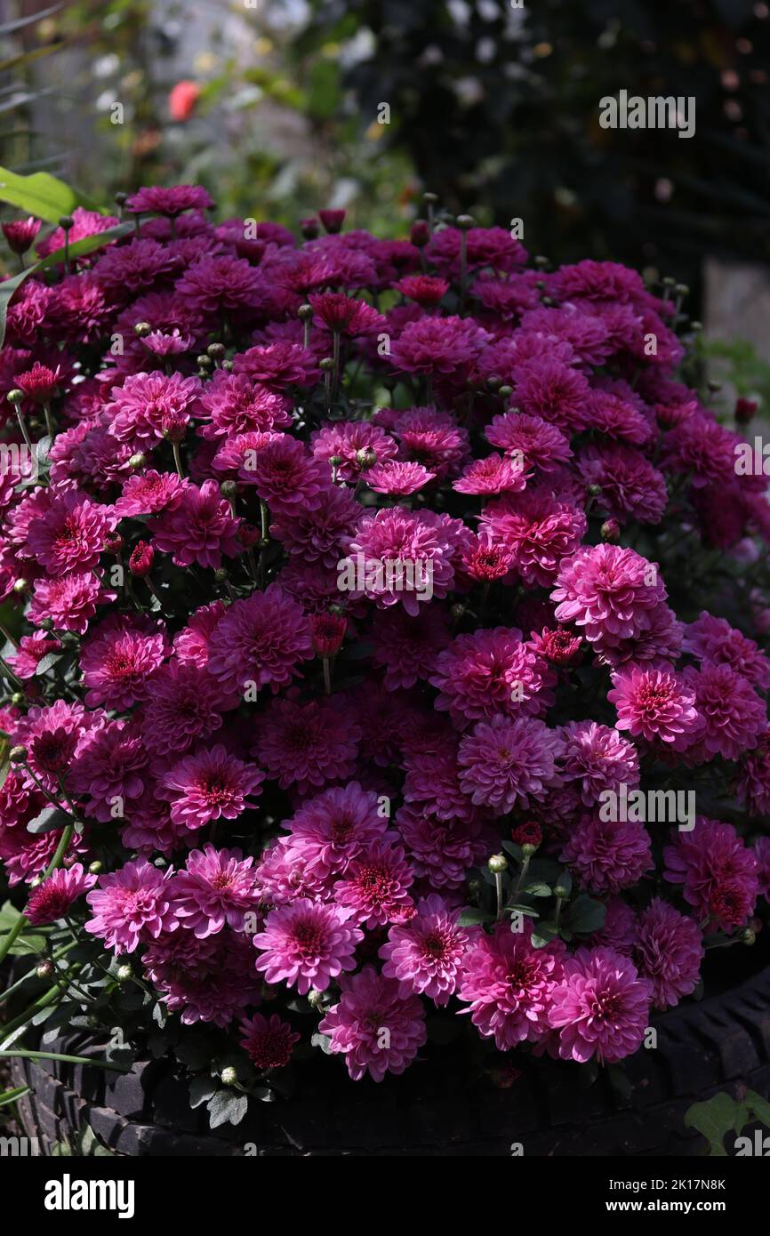 Bouquet di Crisantemi fotografato durante il giorno Foto Stock