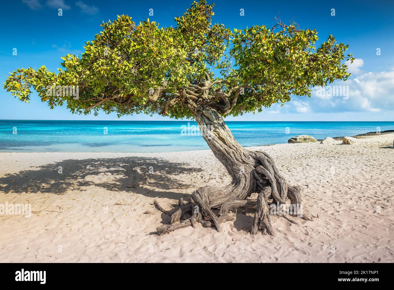 Aquila spiaggia con divi divi albero su Aruba isola, Antille olandesi Foto Stock