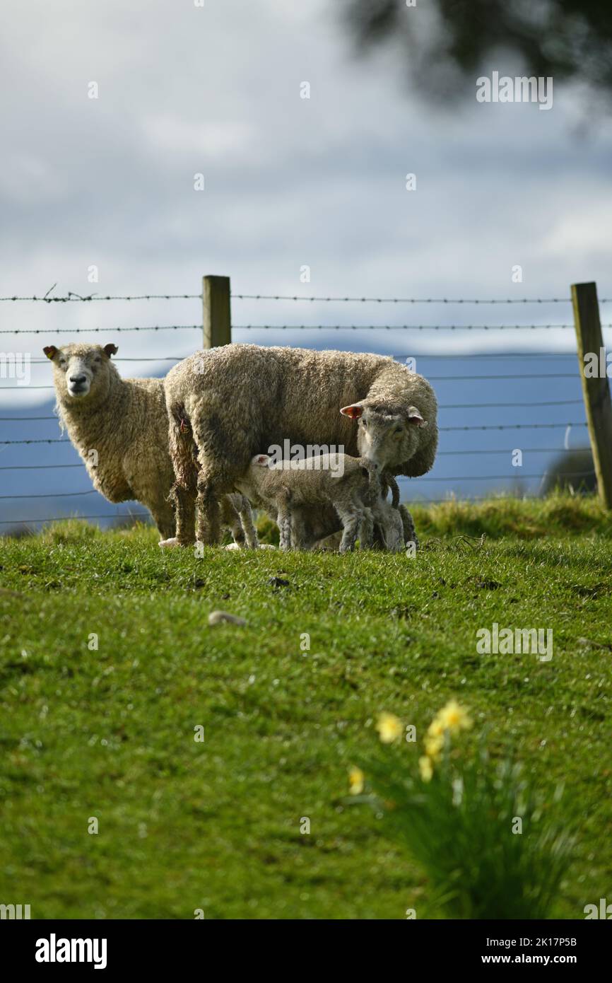 Agnelli primaverili e pecore in un paddock di narcisi vicino a Ikamatua, Costa Occidentale, Nuova Zelanda. Foto Stock