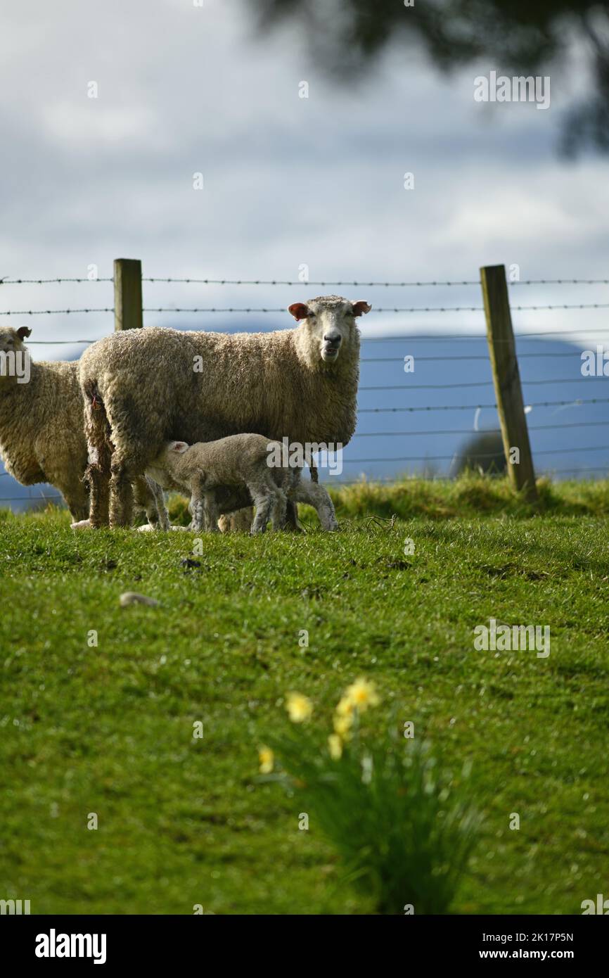 Agnelli primaverili e pecore in un paddock di narcisi vicino a Ikamatua, Costa Occidentale, Nuova Zelanda. Foto Stock