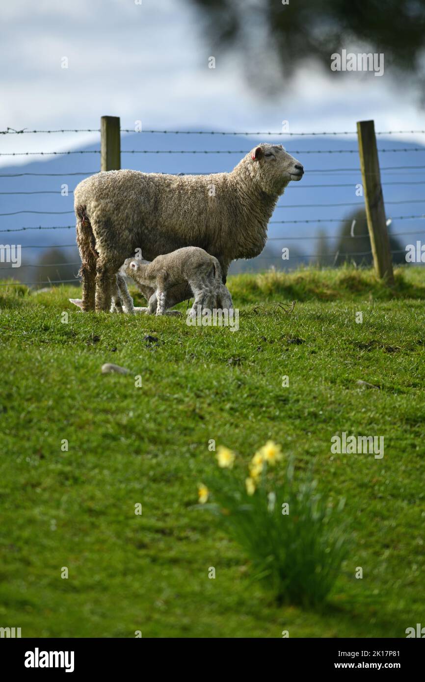 Agnelli primaverili e pecore in un paddock di narcisi vicino a Ikamatua, Costa Occidentale, Nuova Zelanda. Foto Stock