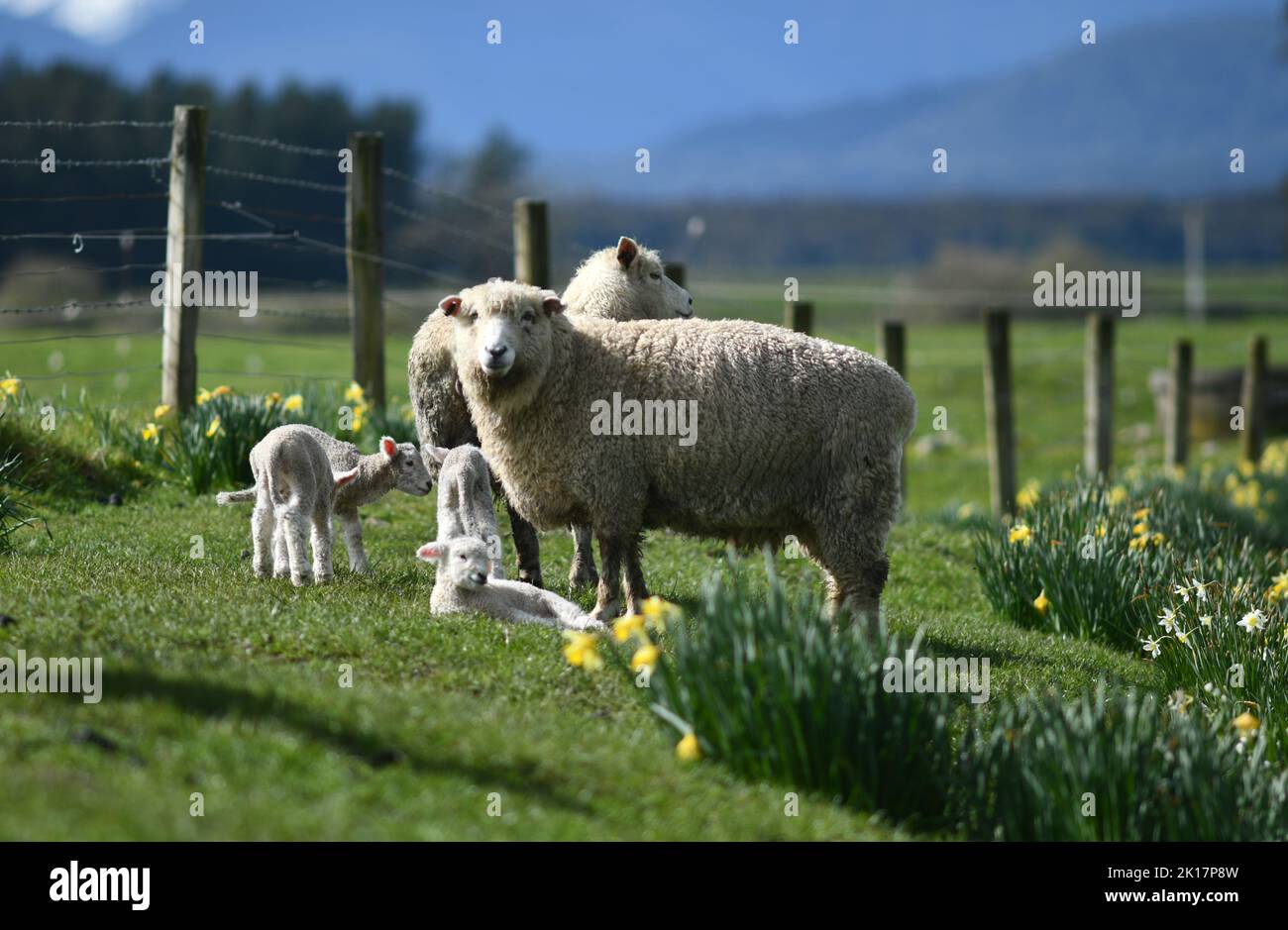 Agnelli primaverili e pecore in un paddock di narcisi vicino a Ikamatua, Costa Occidentale, Nuova Zelanda. Foto Stock