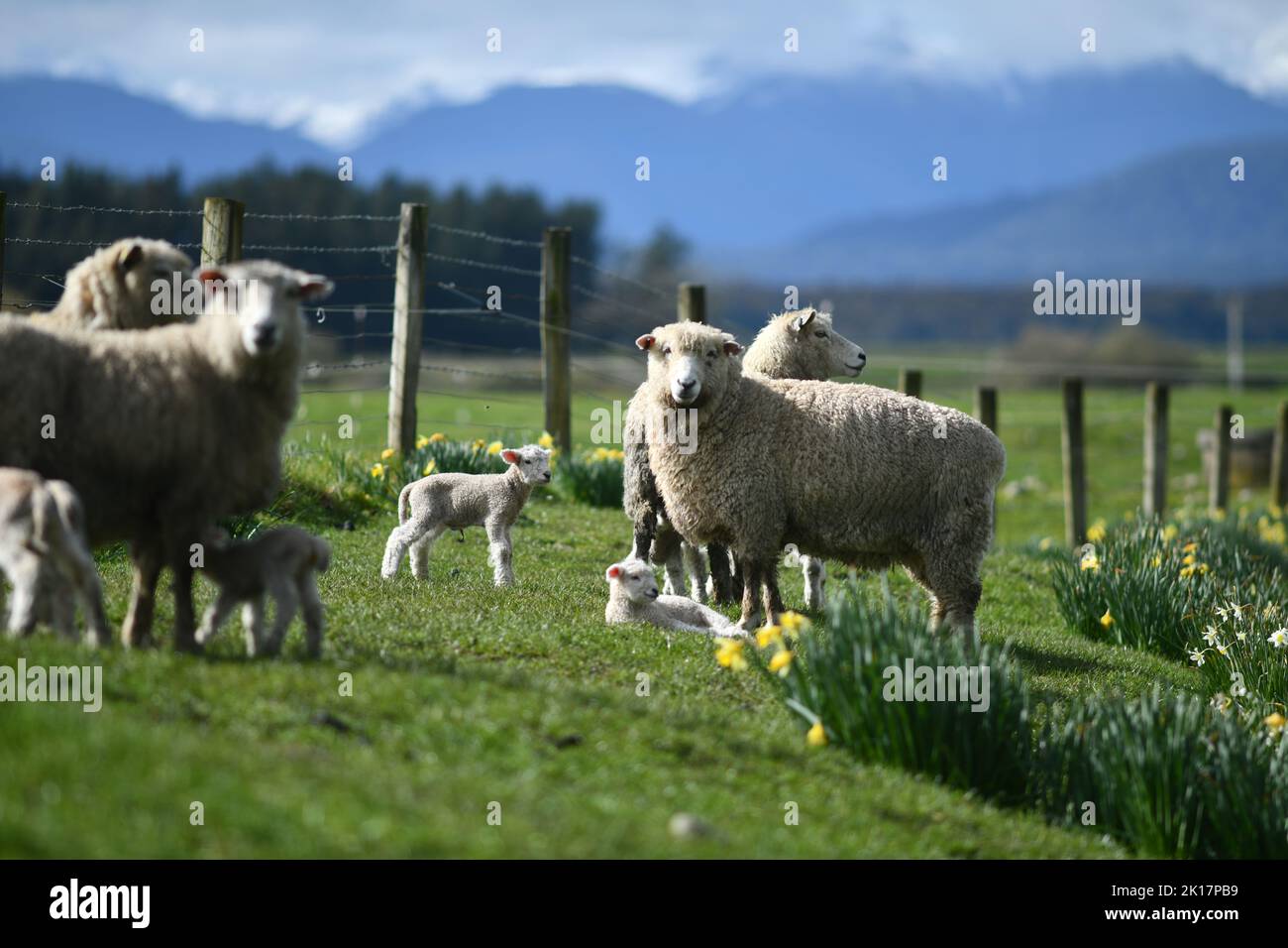 Agnelli primaverili e pecore in un paddock di narcisi vicino a Ikamatua, Costa Occidentale, Nuova Zelanda. Foto Stock