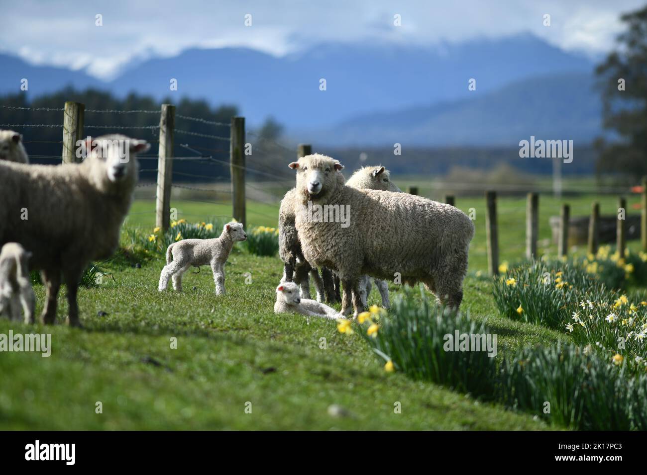 Agnelli primaverili e pecore in un paddock di narcisi vicino a Ikamatua, Costa Occidentale, Nuova Zelanda. Foto Stock