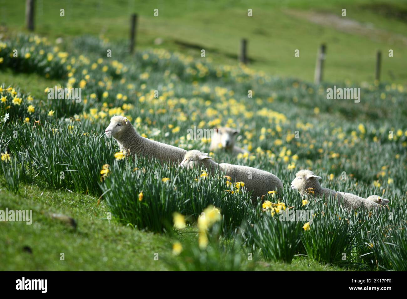 Agnelli primaverili e pecore in un paddock di narcisi vicino a Ikamatua, Costa Occidentale, Nuova Zelanda. Foto Stock