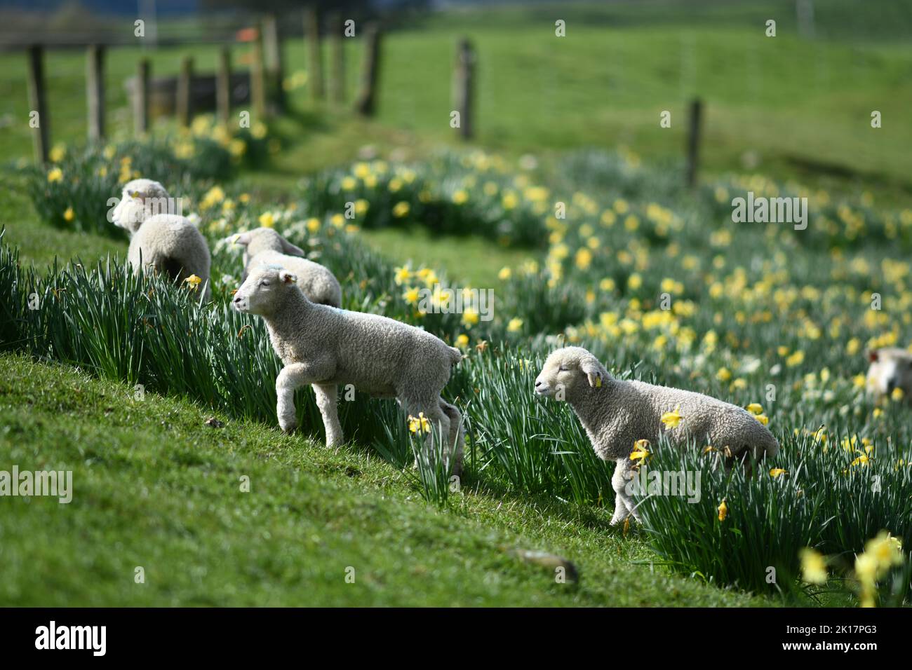 Agnelli primaverili e pecore in un paddock di narcisi vicino a Ikamatua, Costa Occidentale, Nuova Zelanda. Foto Stock