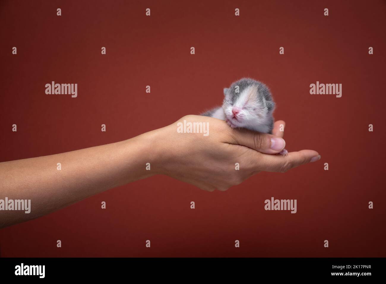 mano femmina che tiene gattino neonato su sfondo rosso con spazio copia Foto Stock