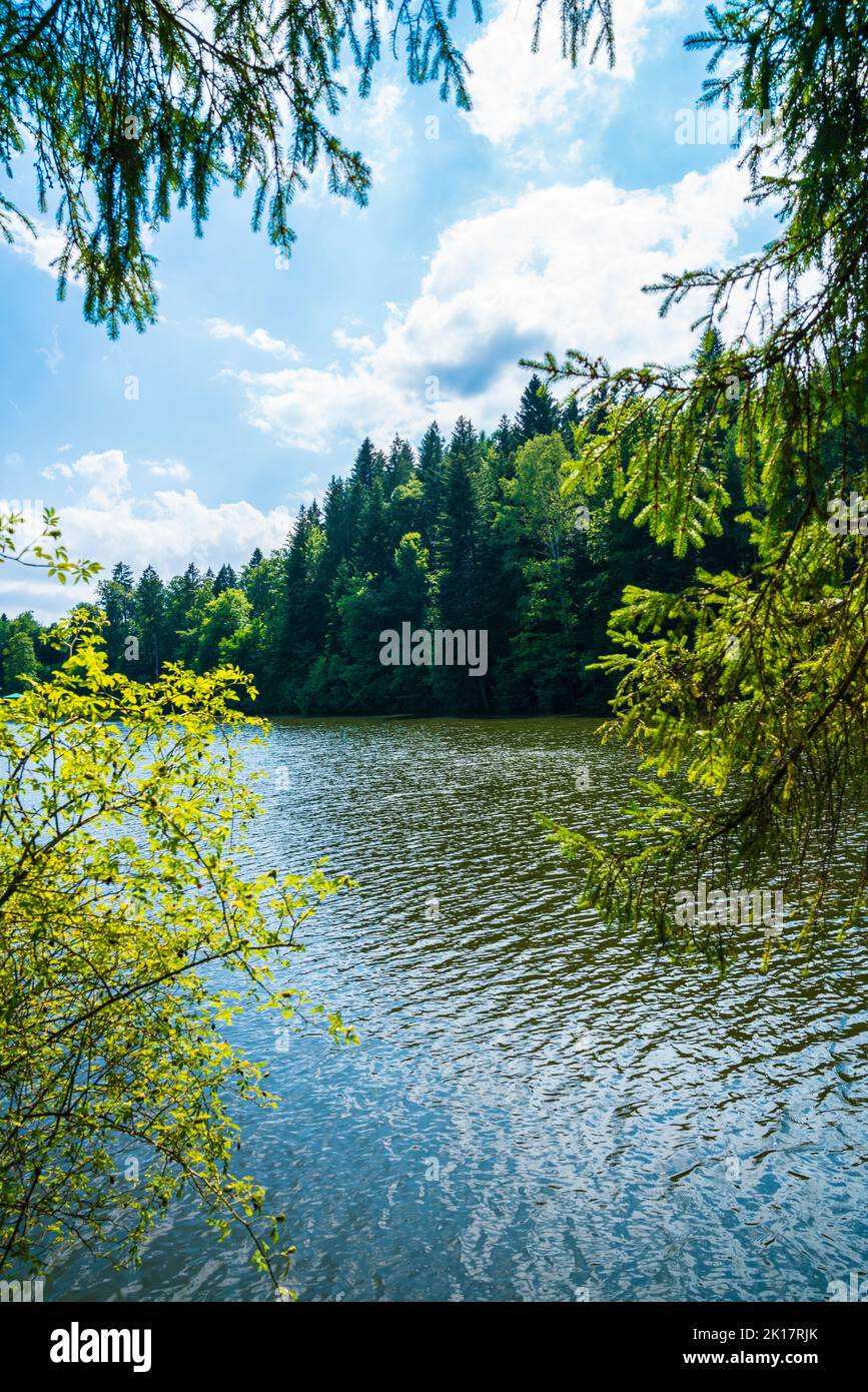 Germania, lago Ebnisee acqua nel paesaggio naturale tra alberi verdi di foresta vicino a welzheim e kaisersbach in estate Foto Stock