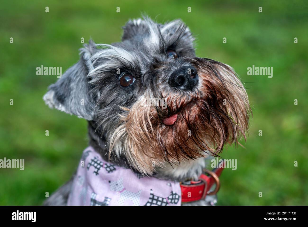 Piccolo cane da compagnia Schnauzer che è una razza pedigree purebred canino popolare che corre e gioca su una spiaggia estiva, immagine di scorta foto Foto Stock