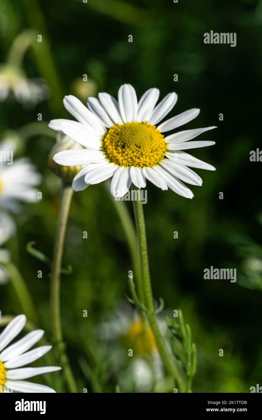 Chamaemelum nobile una pianta di fioritura estiva con un fiore bianco d'estate comunemente noto come camomilla comune, immagine di scorta foto Foto Stock