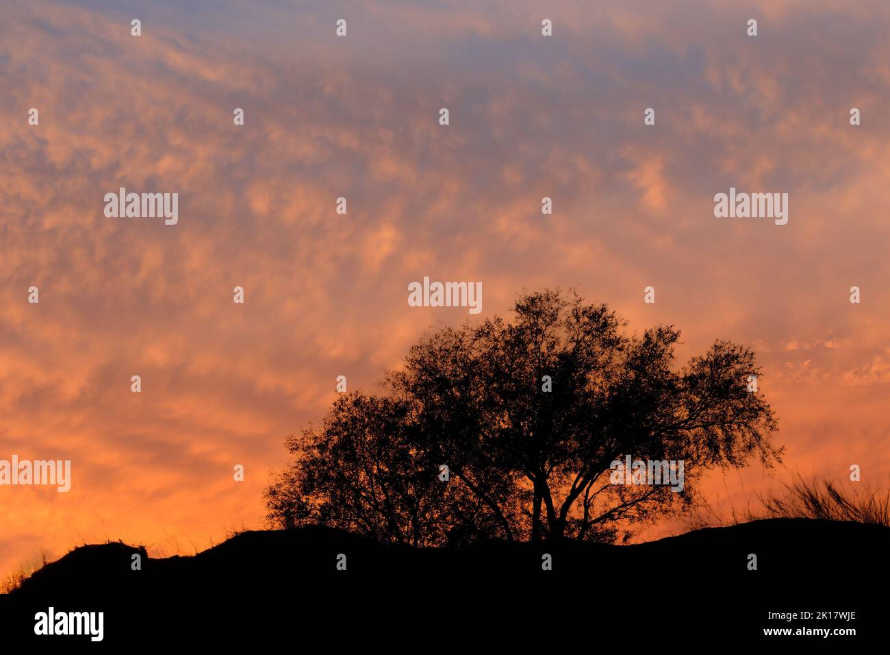Tramonto panoramico con alberi dalle silhouette e splendide nuvole, deserto di Kalahari, Sudafrica Foto Stock