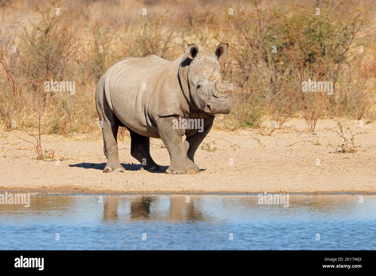 Un rinoceronte bianco (Ceratotherium simum) a waterhole, Sud Africa Foto Stock