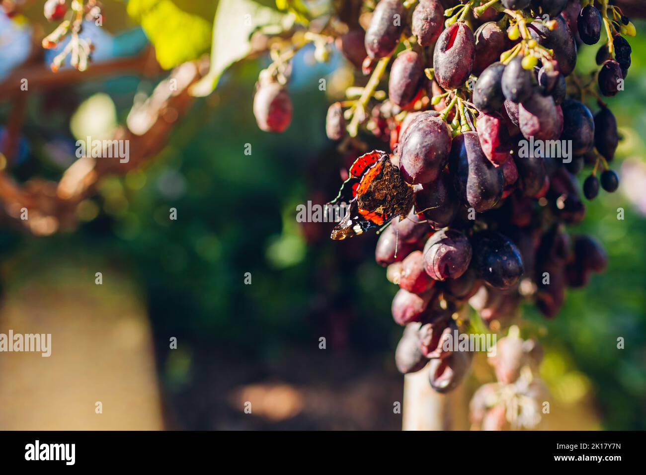 Primo piano della farfalla mangiare uva delizia nel giardino autunnale. Danno causato da insetti e pesti. Mazzo di uve marcio. Problemi durante la crescita di organo Foto Stock