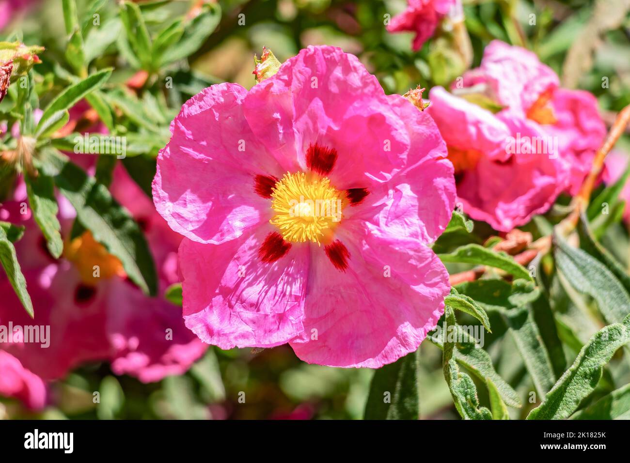 Il fiore di Cistus ladanifer rosa è una specie di pianta della famiglia delle Cistaceae. E' originaria della regione del Mediterraneo occidentale. Nomi comuni Foto Stock