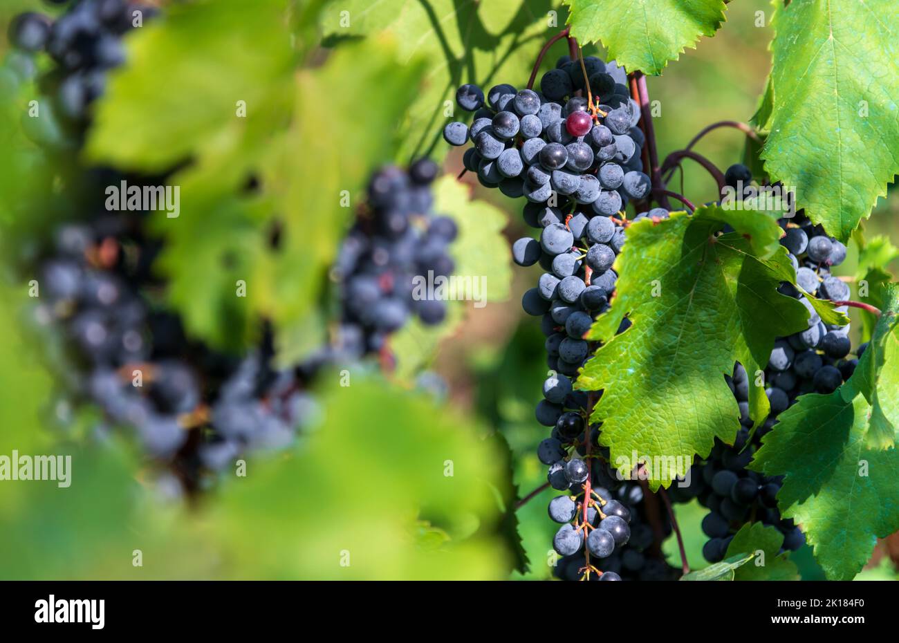 Mazzo di uve nere mature che crescono su una vite rigogliosa nella giornata di sole in vigna Foto Stock