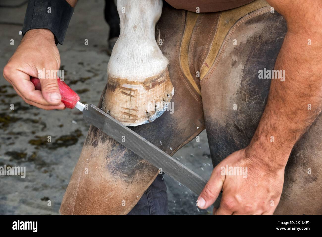 Angolo alto di anonimo uomo in grembiule di pelle radersi da zoccoli di cavallo con lima prima di calzare di giorno su ranch Foto Stock