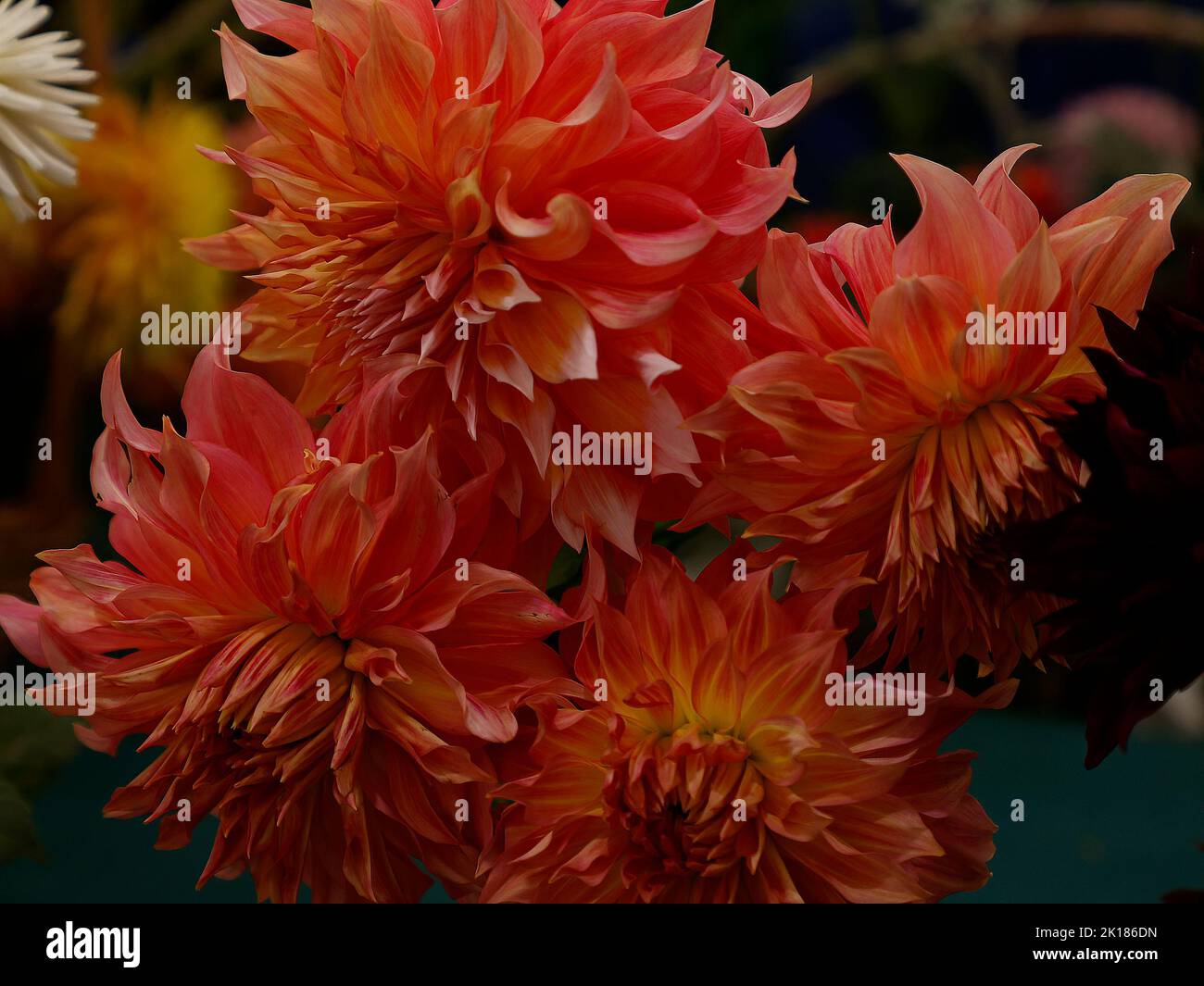 Primo piano di dahlia Penhill Watermelon visto su uno sfondo scuro. Foto Stock