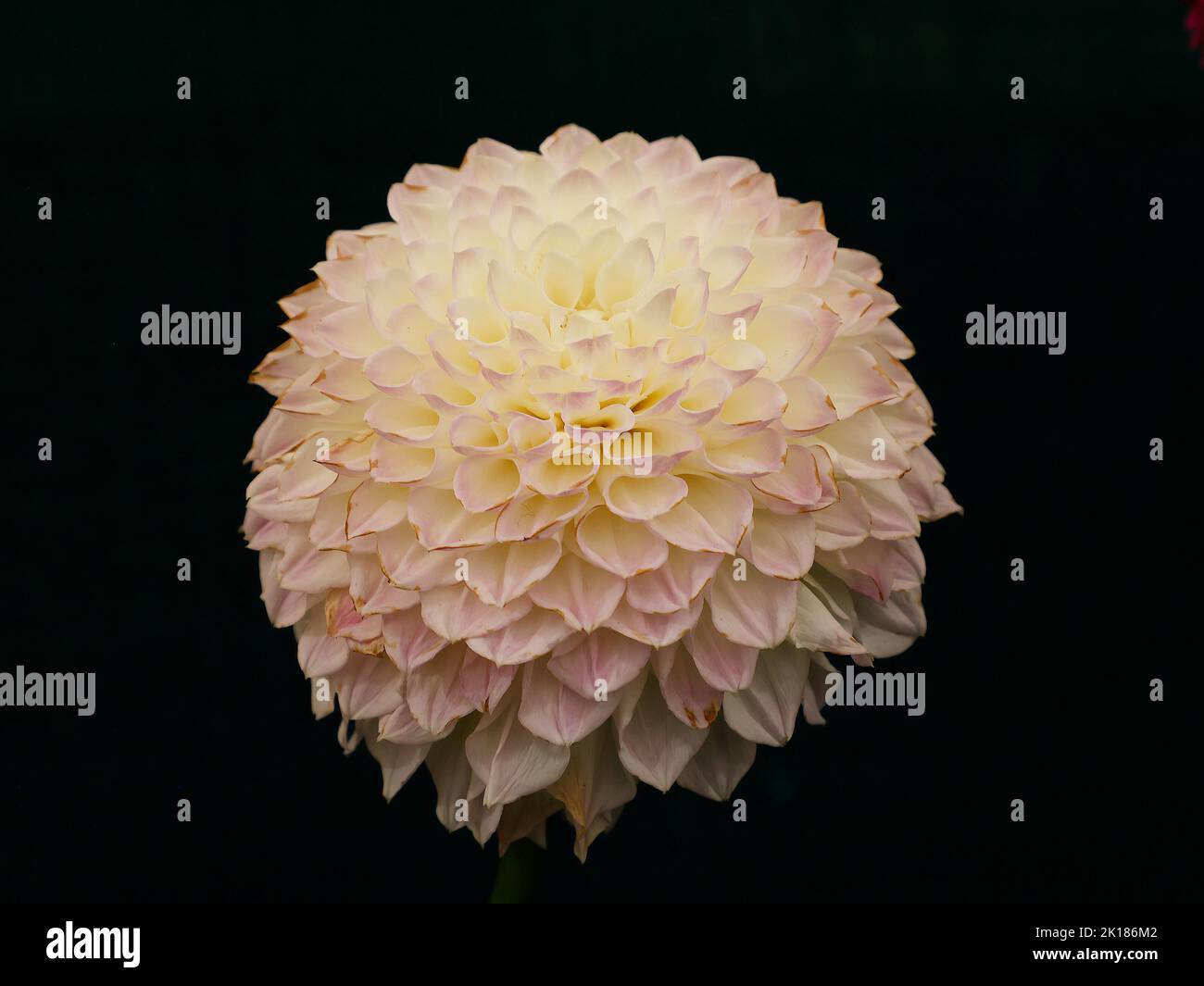 Formale decorativo dahlia Tracey Diane visto in primo piano su uno sfondo nero scuro. Foto Stock