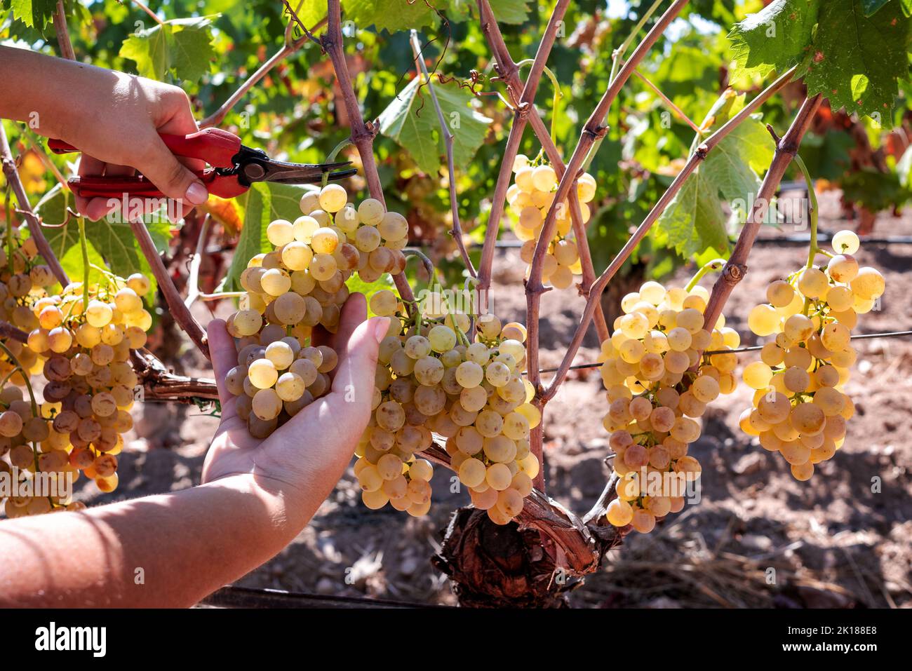Vermentino. Farmer raccogliendo manualmente i grappoli di uva con forbici. Agricoltura tradizionale. Sardegna. Foto Stock