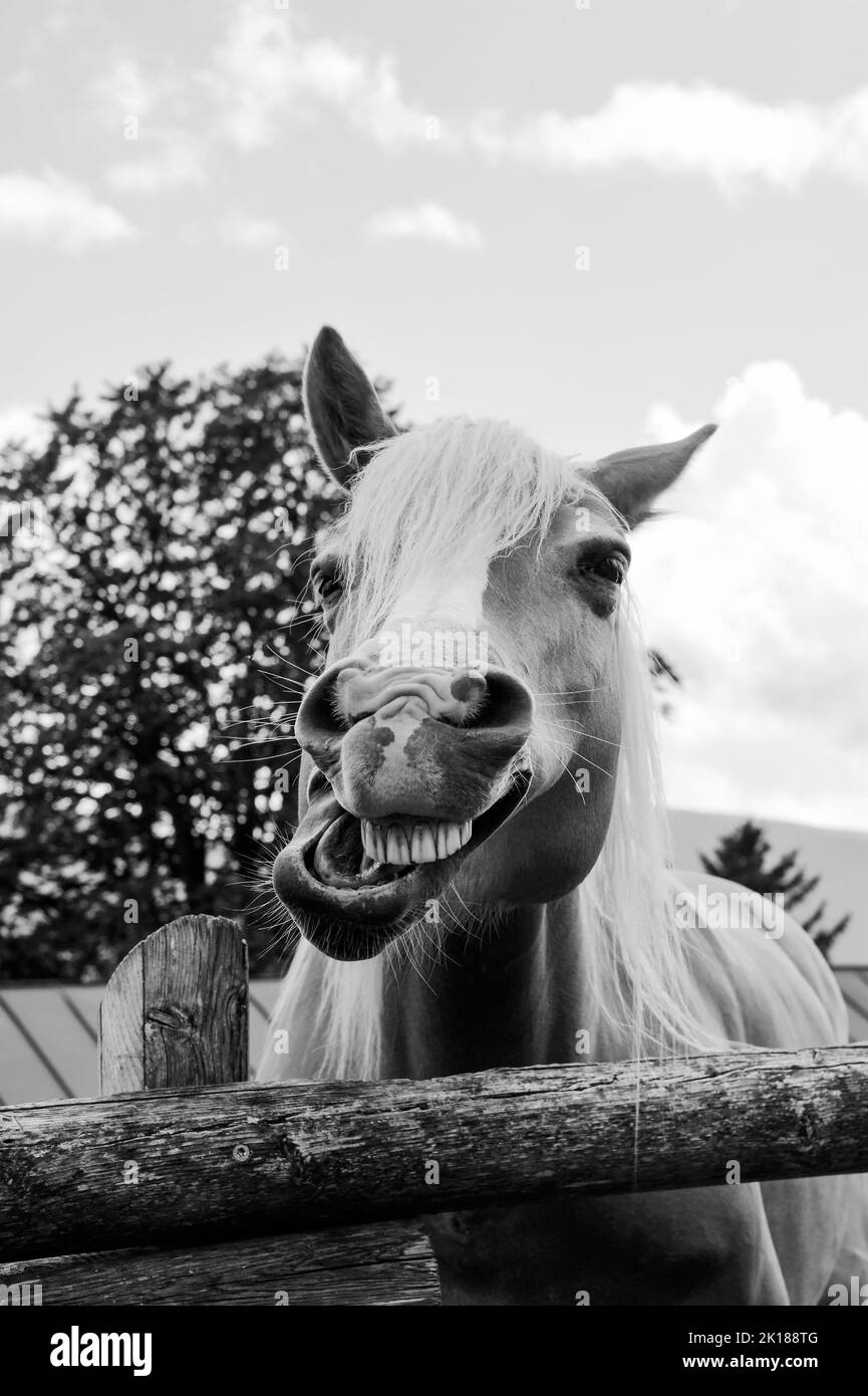 Divertente ritratto di un cavallo sorridente sullo sfondo del cielo estivo in un ranch fattoria - PET terapia e concetto di terapia a cavallo - Bianco e nero v Foto Stock