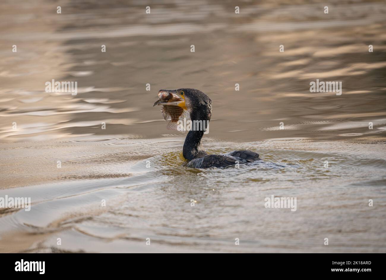 Un cormorano che si prepara a mangiare un pesce che ha catturato in un lago. Foto Stock