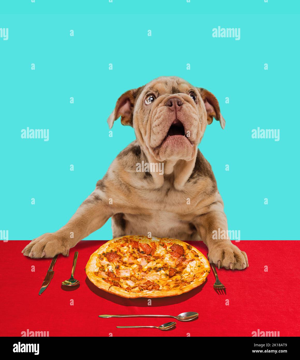 Carino Merle Bulldog francese seduto al tavolo e mangiare la pizza. Amante del cibo italiano Foto Stock