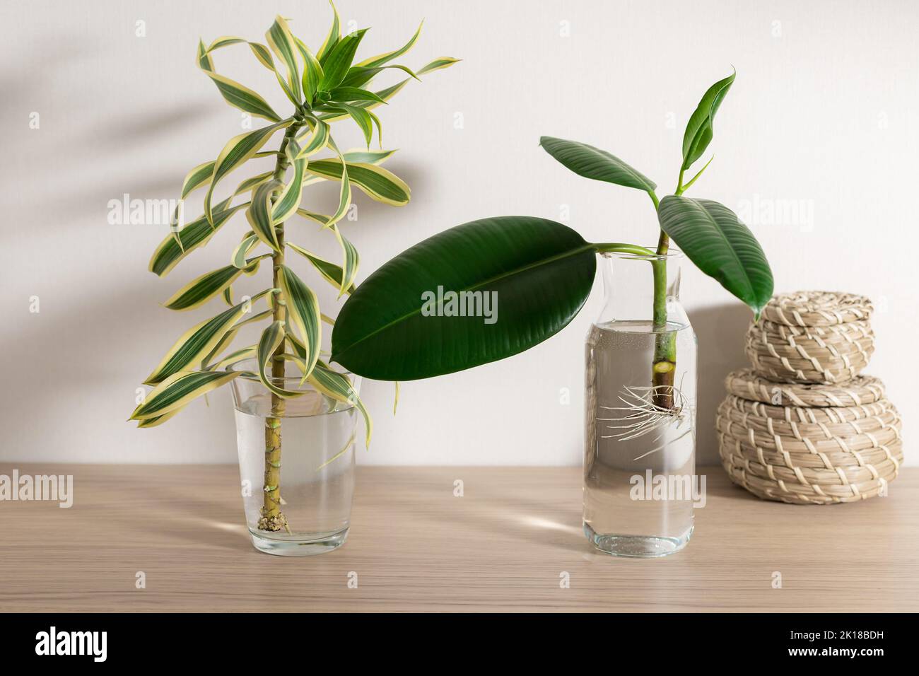 Propagazione mediante talee di piante di Dracaena e Ficus in acqua Foto Stock