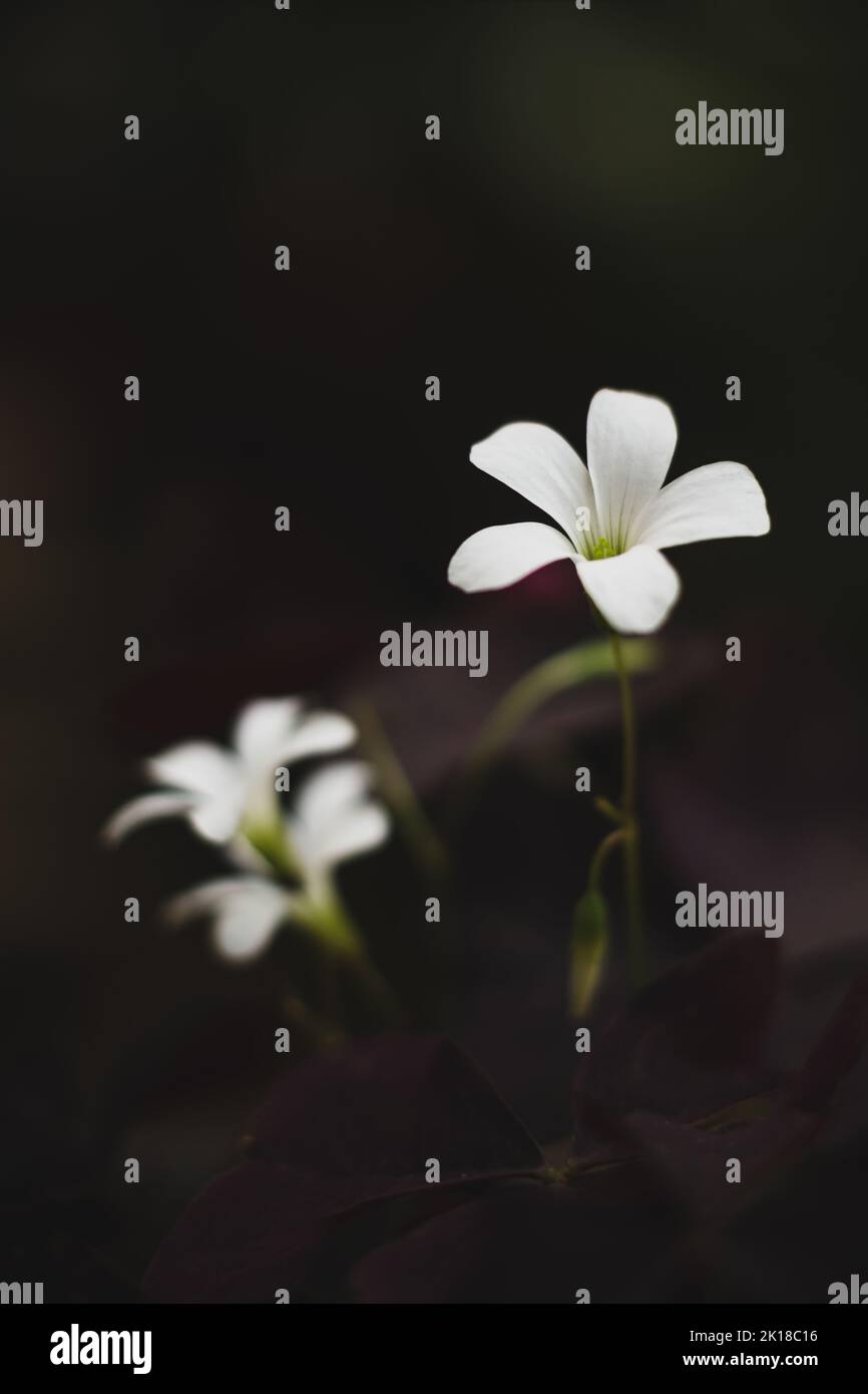 fiori di shamrock, noto anche come oxalis o pianta di legno di sorgo, pianta piccola con trifoglio come foglie ha detto di portare buona fortuna, sfondo soft-focus Foto Stock