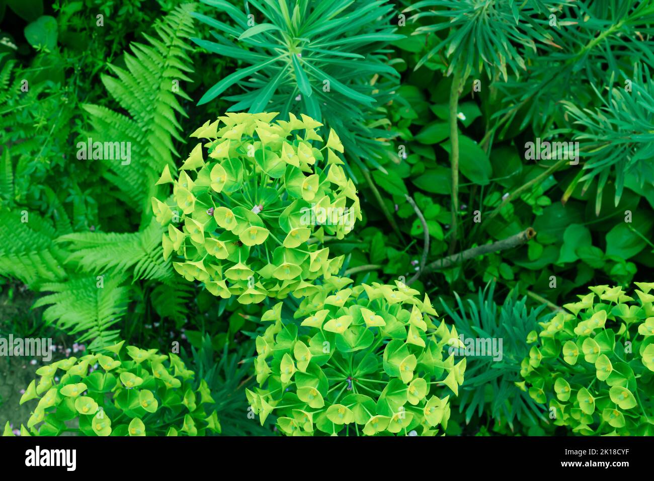 Piante verdi, fiore giallo Euphorbia latyris con Cercis siliquastrum e altre piante in natura. Bellissimo sfondo. Foto Stock