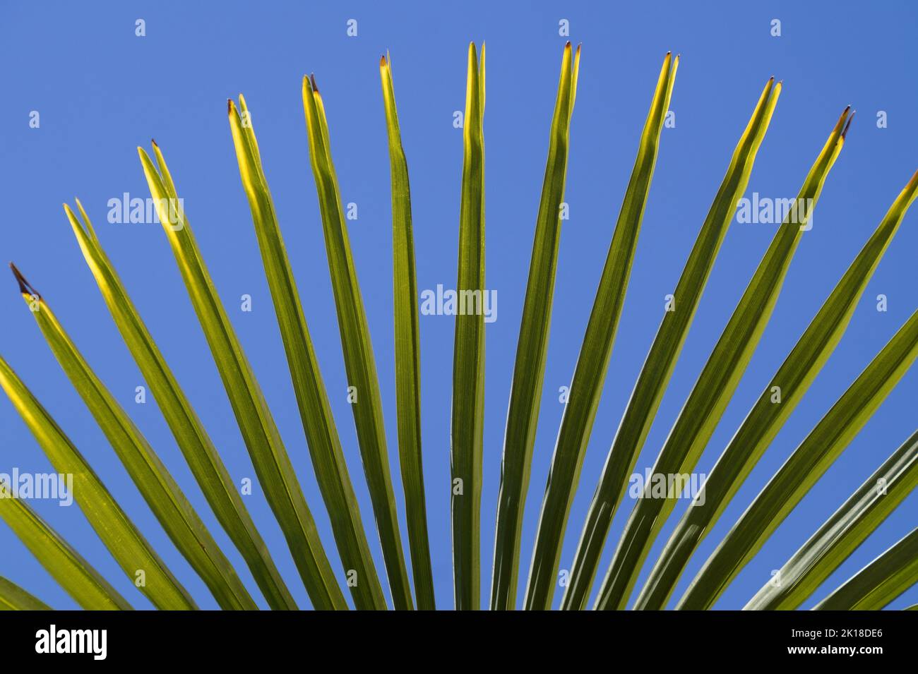 Un disegno tropicale di una foglia di palma contro il cielo blu per gli sfondi del sito, Merano, Alto Adige, Italia Foto Stock