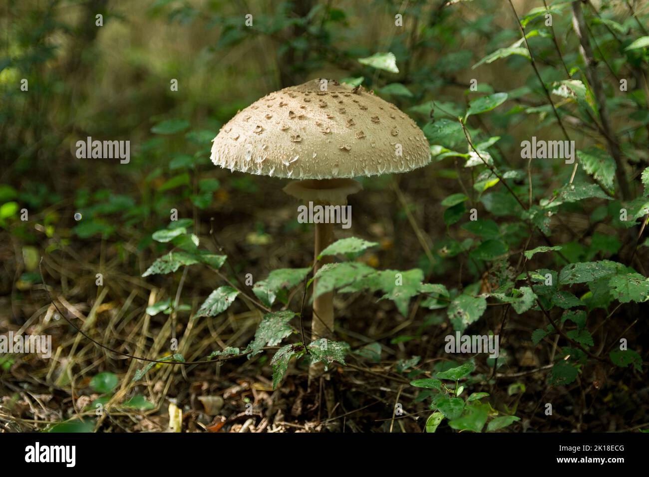 Grande macrolpiota Procera parasolo fungo che cresce nella foresta profonda. Raccolta di funghi, raccolta di funghi commestibili nel concetto di foresta. Primo piano Foto Stock