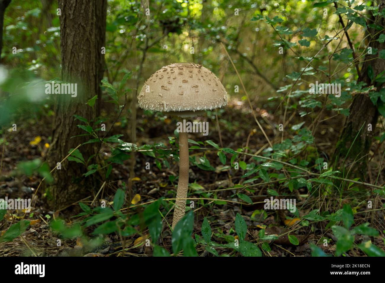 Grande macrolpiota Procera parasolo funghi che crescono nel bosco. Raccolta di funghi, raccolta di funghi commestibili nel concetto di foresta. Primo piano Foto Stock