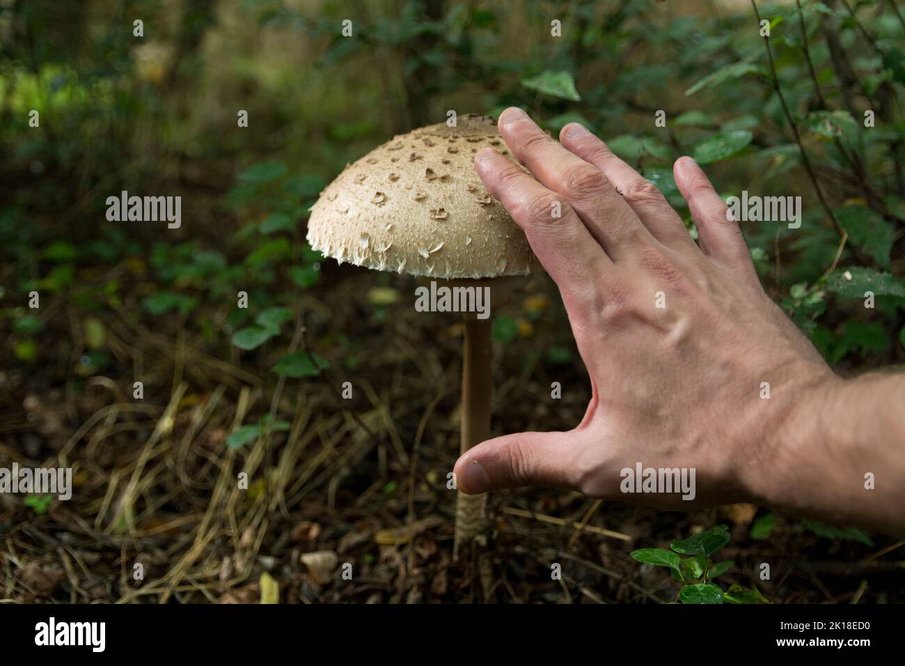 Mano dell'uomo e grande fungo di parasolo Procera macrolpiota nella foresta profonda. Raccolta di funghi, raccolta di funghi commestibili nel concetto di foresta. Primo piano Foto Stock