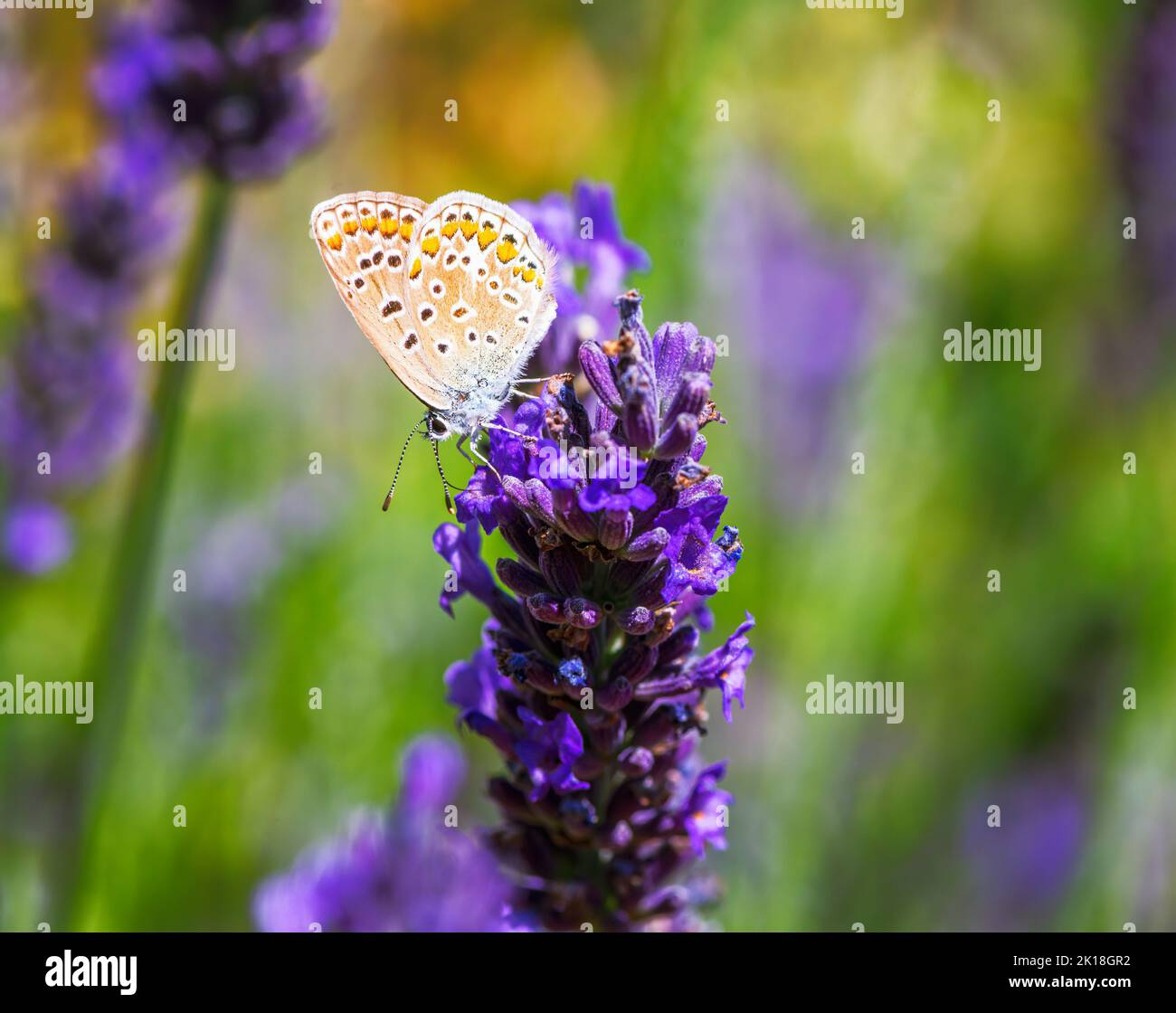 Macro di una farfalla blu comune su un fiore di clary Foto Stock
