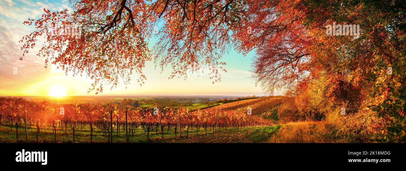 Panorama al tramonto in autunno. Una scena rurale con file di vite su una collina con rami rossi di un grande albero che incornicia la scena Foto Stock