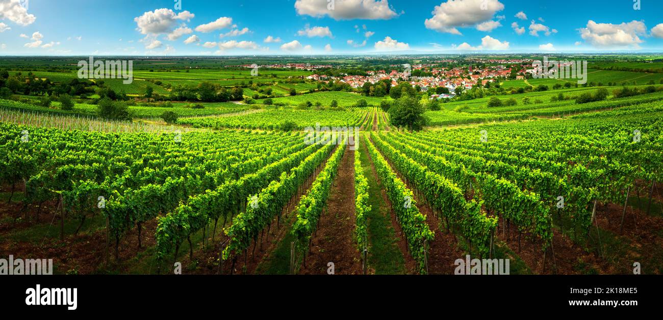 Verde vigneto vasto paesaggio, con cielo blu e filari di vite su una collina, con vista sulla vasta campagna verde Foto Stock