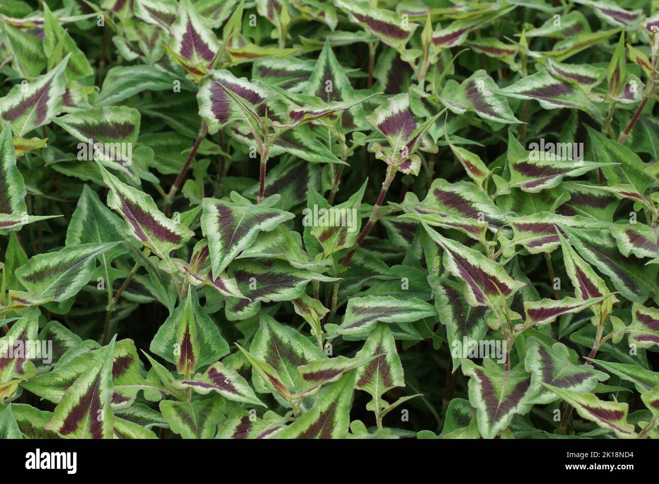 Il fogliame variegato di Persicaria microcephala "Purple Fantasy" Foto Stock