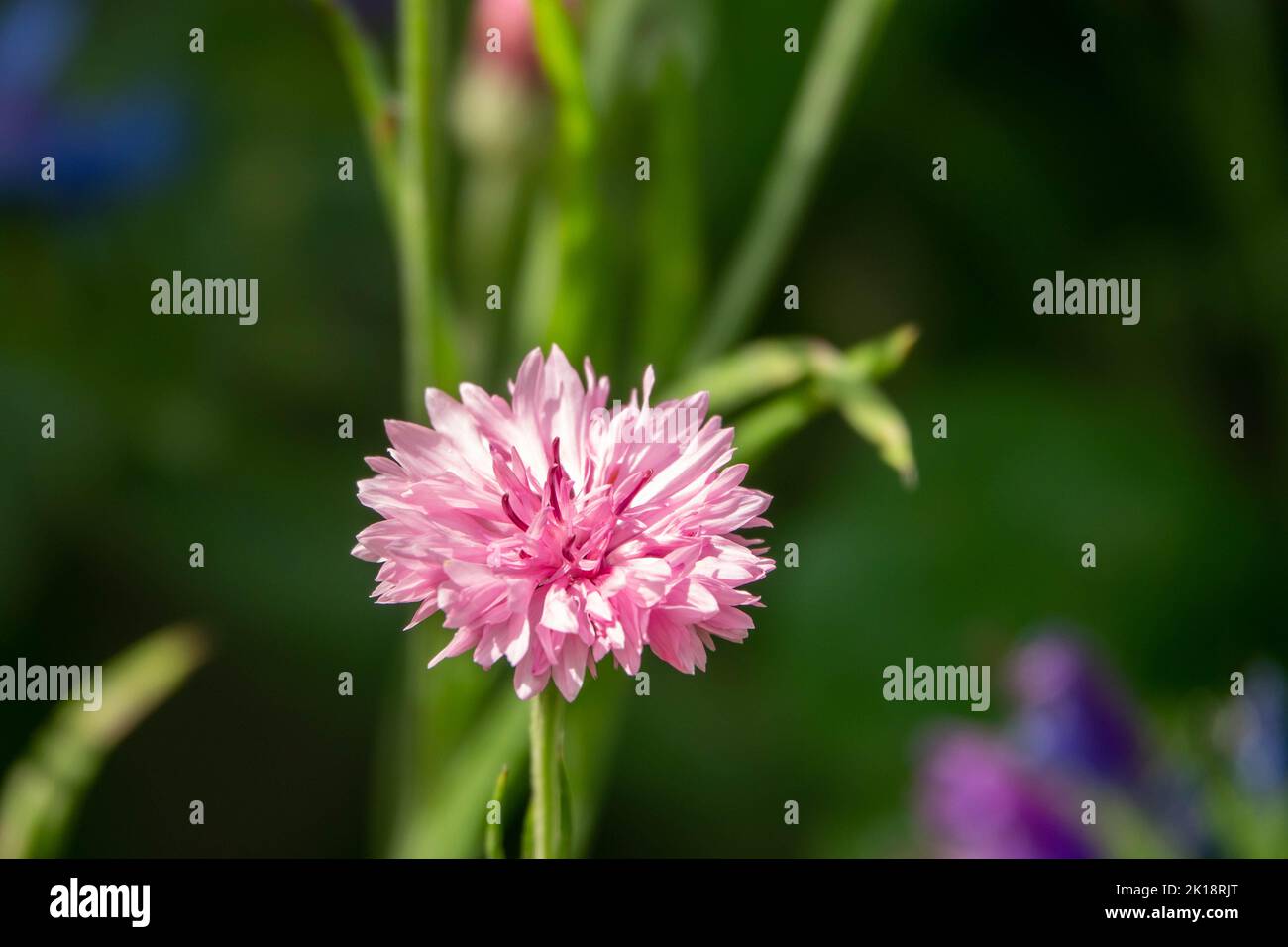 testa di fiore rosa del fiore di mais anche conosciuto come pulsante del bachelor Foto Stock