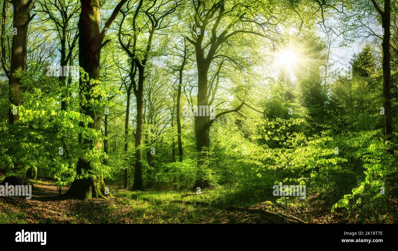 Bella foresta in piacevole luce del sole, con il sole che splende attraverso le foglie verdi Foto Stock