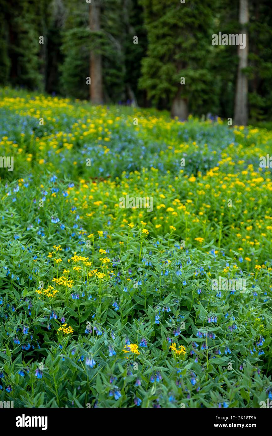 Fiori Selvatici, Big Horn Gulch, San Juan Mountains, vicino Silverton, Colorado, STATI UNITI D'AMERICA Foto Stock