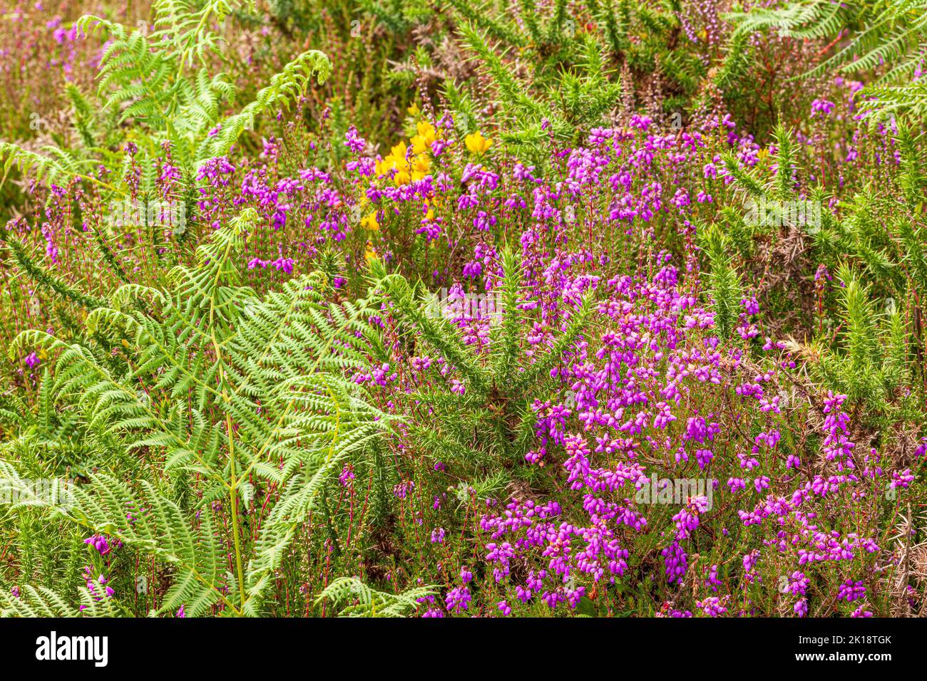 Gorse, erica e felce nel Parco Nazionale Exmoor vicino a Cloutsham, Somerset UK Foto Stock