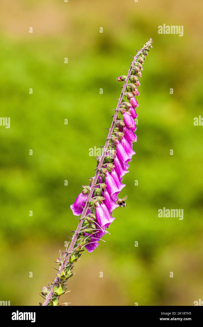 Un solo gambo di foxglove (più bombo) nel Parco Nazionale Exmoor vicino a Cloutsham, Somerset UK Foto Stock