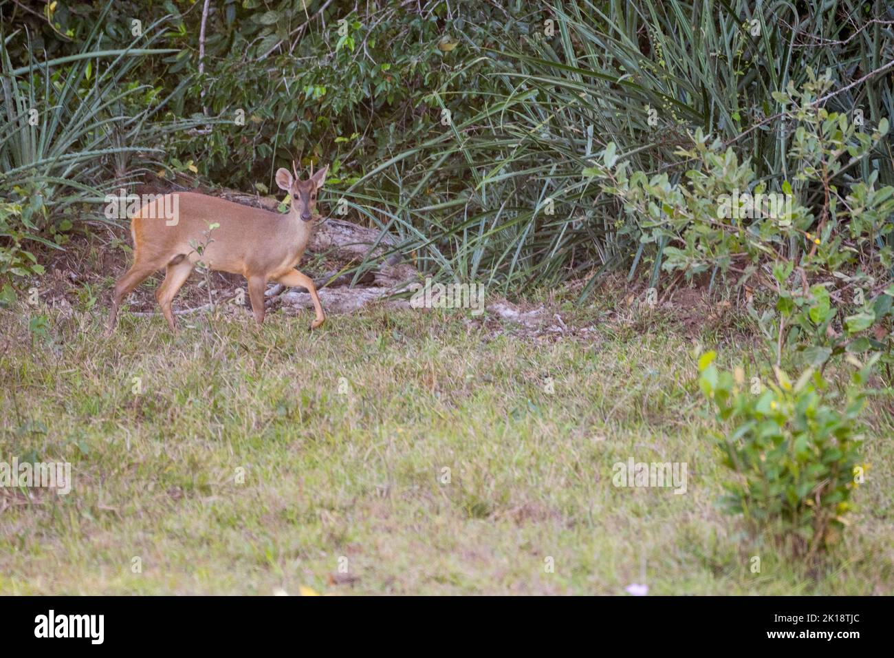 Un capriolo grigio di brocket (Mazama gouazoubira) vicino al Piuval Lodge nel Pantanal settentrionale, Stato del Mato Grosso, Brasile. Foto Stock